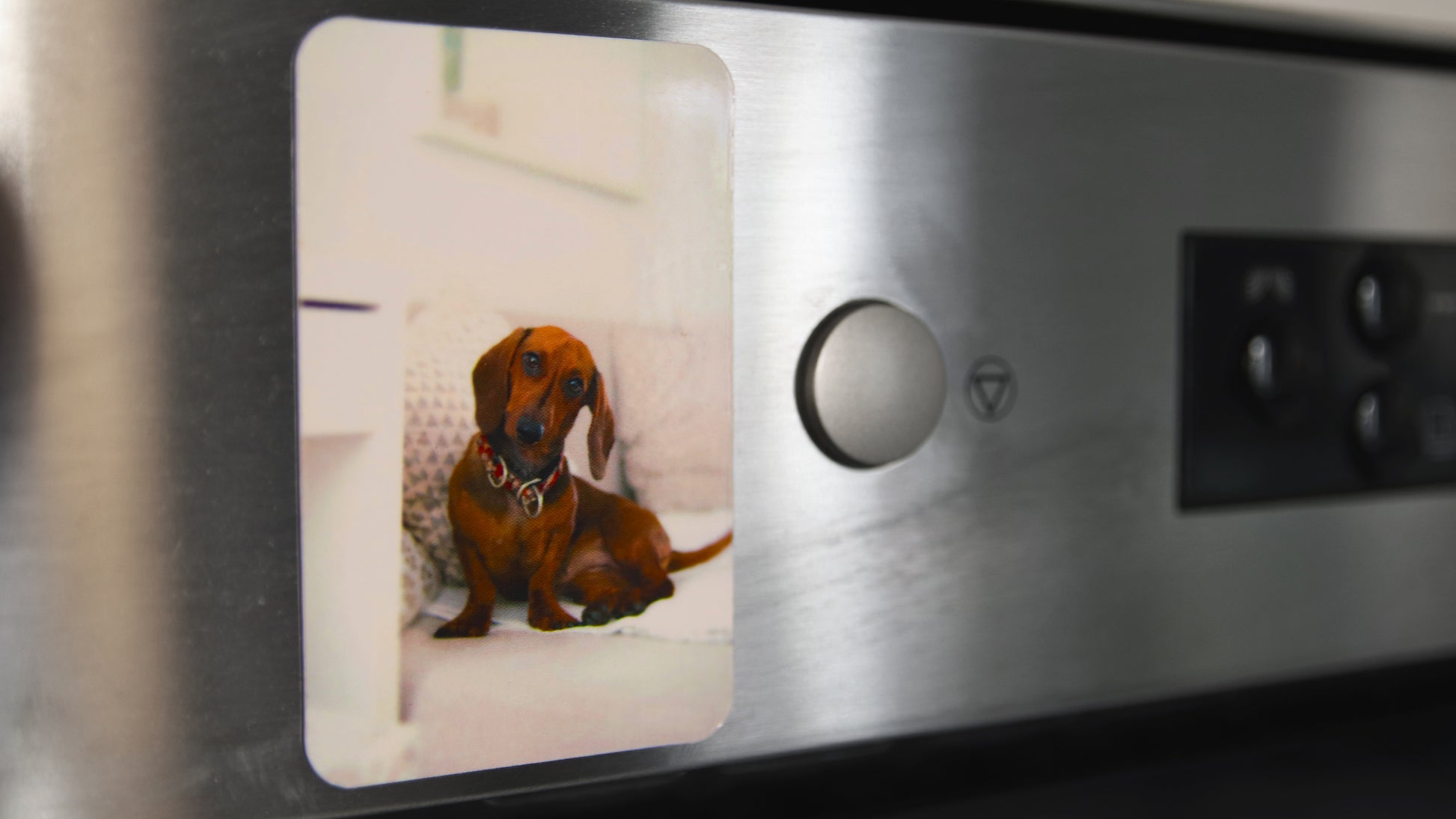 Rounded corner magnet with dog photo